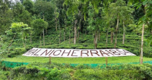 মালনি ছড়া চা বাগান