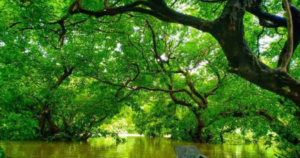 রাতারগুল