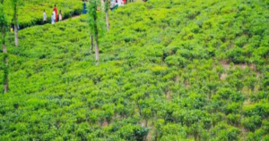 লাক্কাতুরা চা বাগান